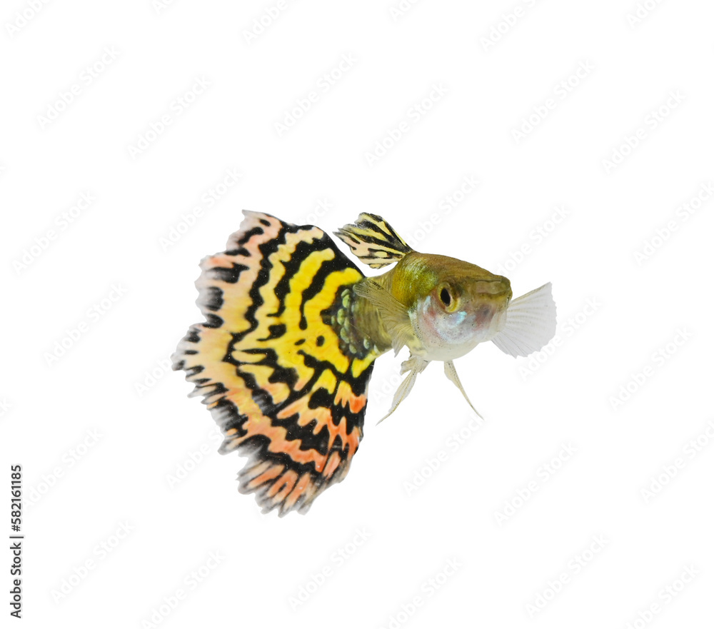 Fototapeta premium Guppy. Yellow guppy fish on transparent png