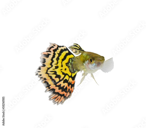 Guppy. Yellow guppy fish on transparent png photo
