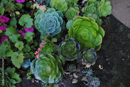 Aeonium in the garden photo