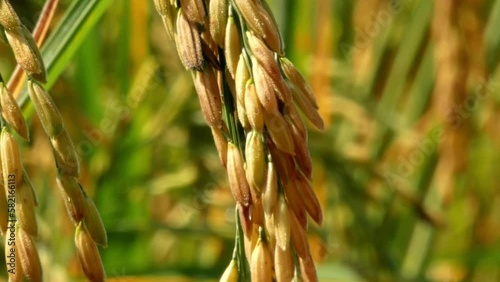 Rice plant, ripe paddy , asian rice in the field.
