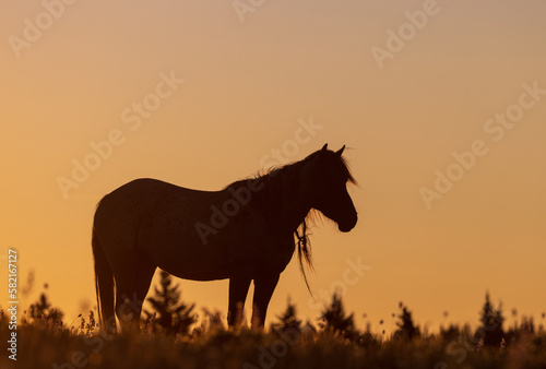 Wild Horse at Sunset in the Pryor Mountains Montana in Summer