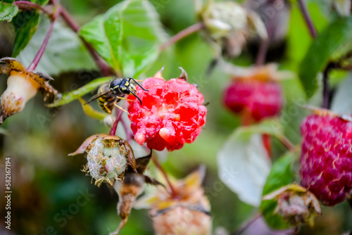the wasp eats raspberries