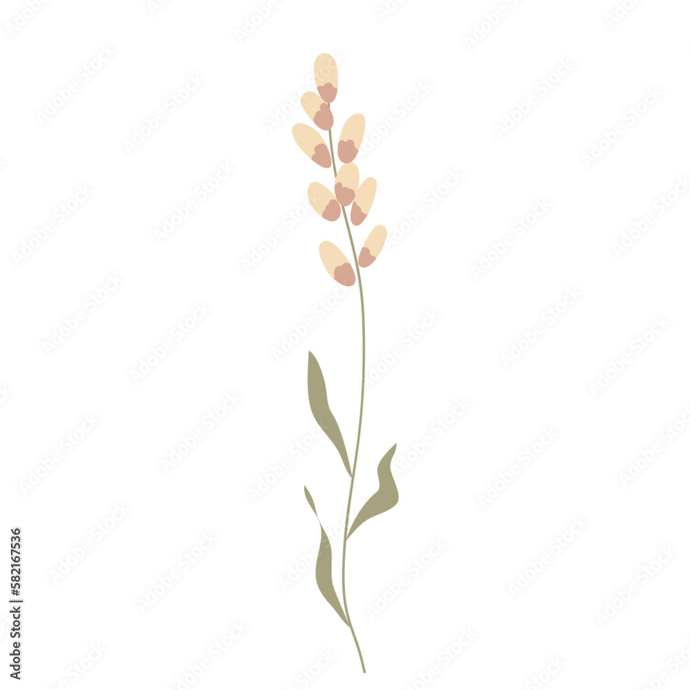 Vector illustration of field grass, flower, dry in flat style, isolated on a white background Vector illustration of field grass, flower, dry in flat style, isolated on a white background