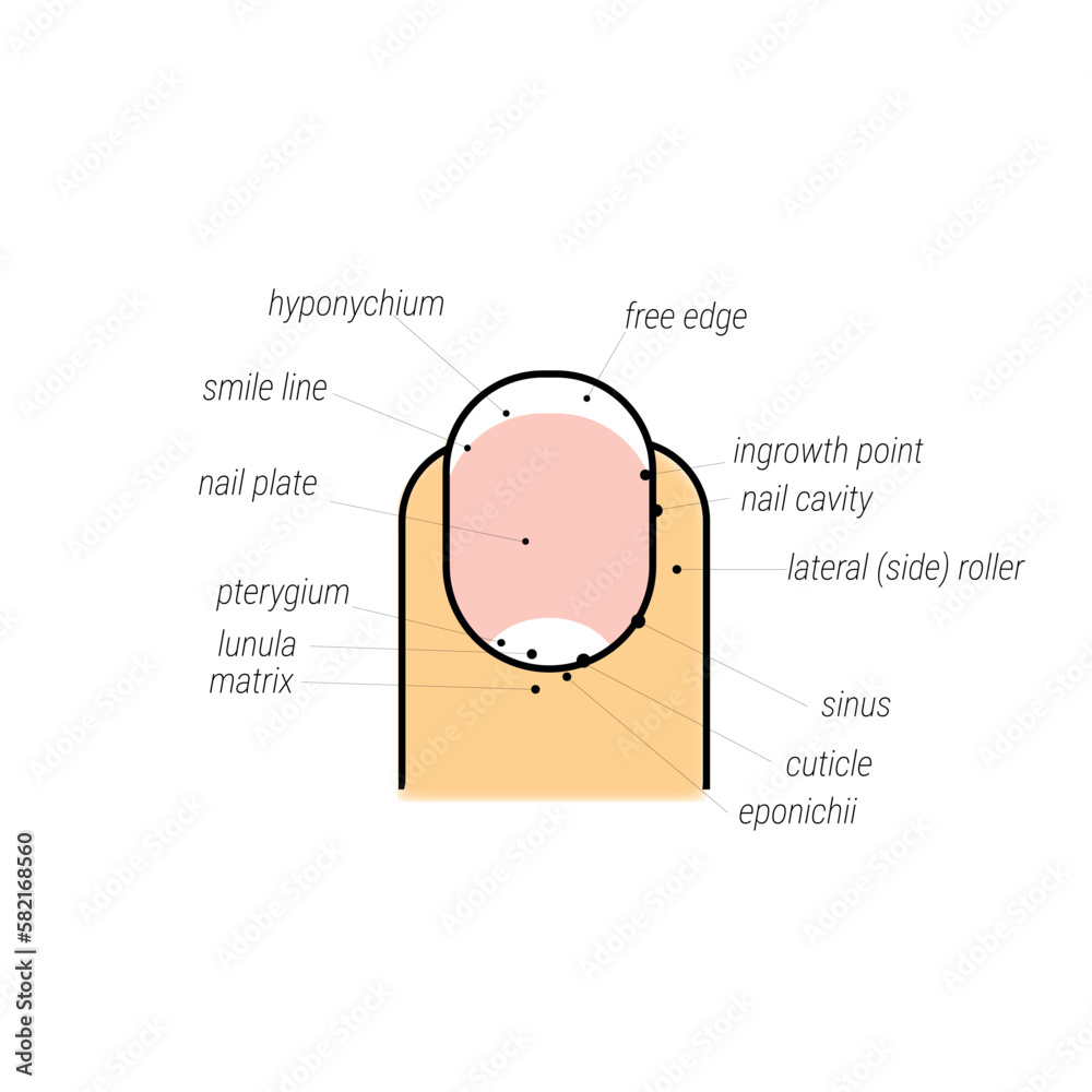 nail structure, diagram with the names of zones on the finger, manicure