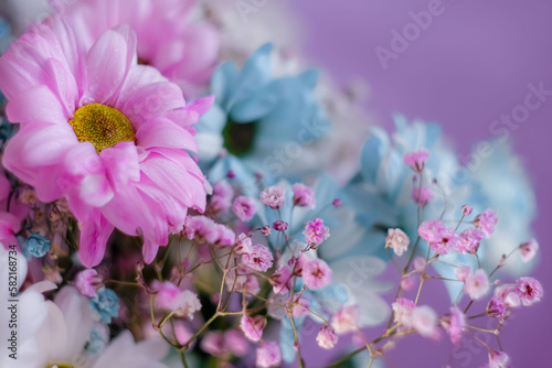 Pink and blue chrysanthemums with rain drops close up, soft focus. Delicate pink background