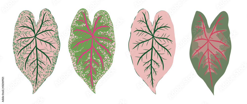 Set of four Leaf of Nephthytis or Caladium Syngonium Podophyllum in varied colors. Isolated vector illustrations can be used separately or together. White background.