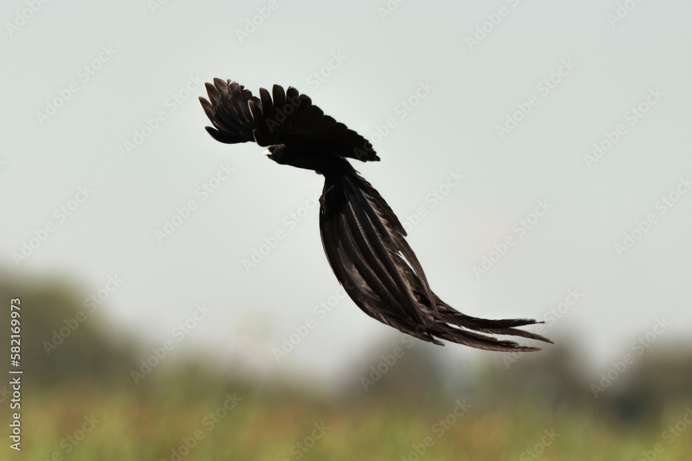 Fototapeta premium Euplecte à longue queue,.Euplectes progne, Long tailed Widowbird, Afrique du Sud
