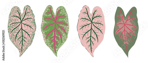 Set of four Leaf of Nephthytis or Caladium Syngonium Podophyllum in varied colors. Isolated vector illustrations can be used separately or together. White background.