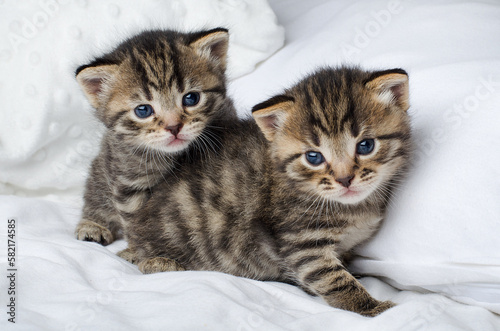Little beautiful tabby kittens are sitting on white bed and look at the camera.Postcard concept,copy space.Two small striped kittens sit hugging each other on the bed at home in a white blanket, cute