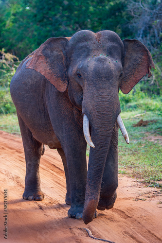 Elephants in the National Park