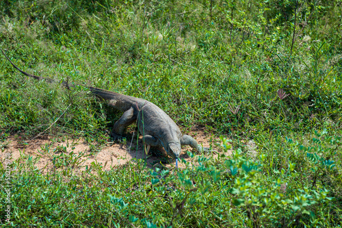 Wild varan in the Yala National Park. Sri Lanka photo