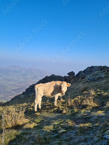 Vaches dans la montagne du Baigura dans les Pyrénées française