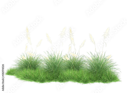 Green grass isolated on png background