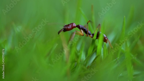 macro ants on the grass