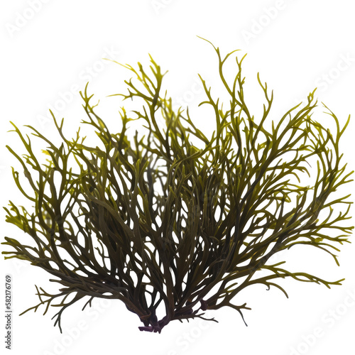 green codium seaweed, isolated on transparent background cutout , generative ai