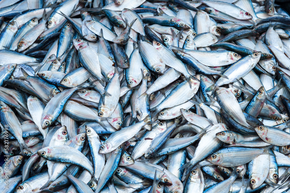 Fish on the Sri Lanka food market