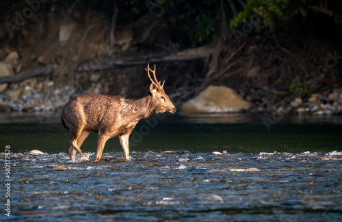 alert male sambar deer or rusa unicolor side profile walking in fast flowing ramganga river water in winter morning light at dhikala zone of jim corbett national park forest reserve uttarakhand india photo