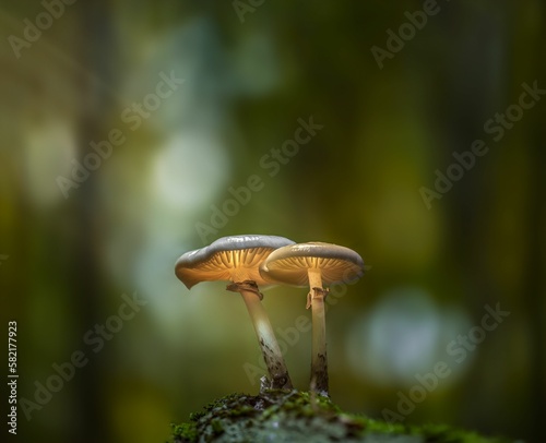 Closeup of two mushrooms against the blurred green background