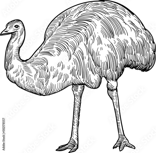Vintage hand drawn sketch emu bird