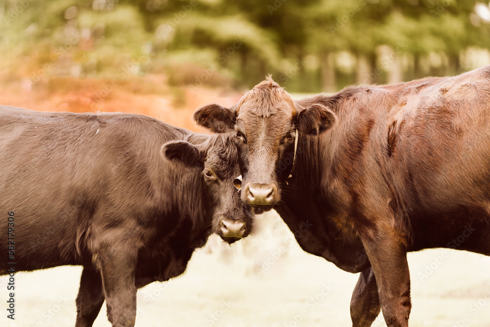 Brown cows standing next to each other in a field Brown cows standing next to each other in a field