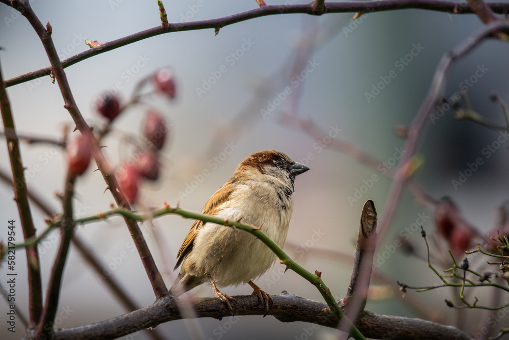 sparrow on a branch sparrow on a branch