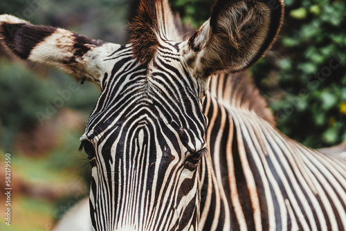 Close-up shot of a zebra in the field