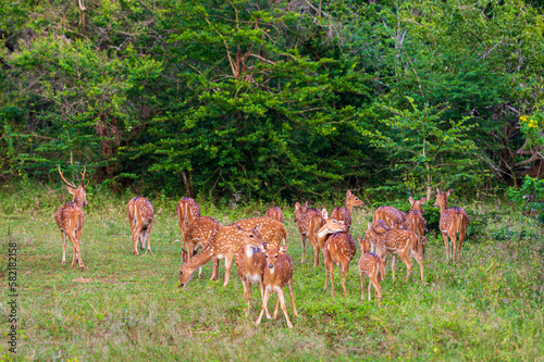 Deers in the National Park