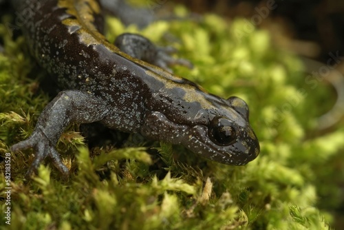 Closeup on a Pacific Westcoast Longtoed salamander, Ambystoma ma