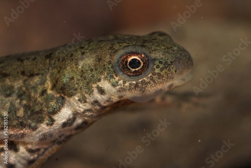 Closeup on the head of an adult Italian newt, Lissotriton italicus underwater