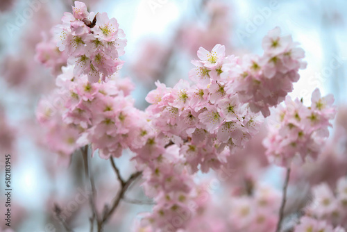 Wallpaper Mural 植物園のホソイザクラ Torontodigital.ca
