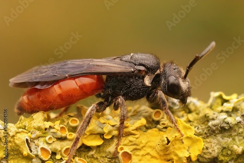 Closeup on the ruby red cleptoparaiste cuckoo solitary bee,  Sph photo