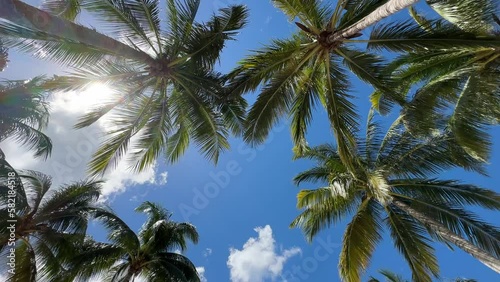 Relaxing Tropical Palm Trees Sway Looking Up at a Sunny Blue Sky photo
