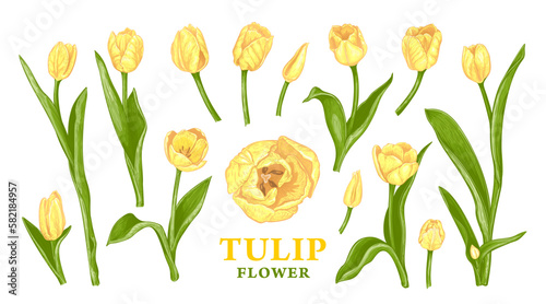 Wallpaper Mural Set of hand drawn Spring yellow Tulip flowers. Vector illustration of plant elements for floral design. Colored sketch of flowers isolated on a white background. Beautiful bouquet of yellow Tulips Torontodigital.ca