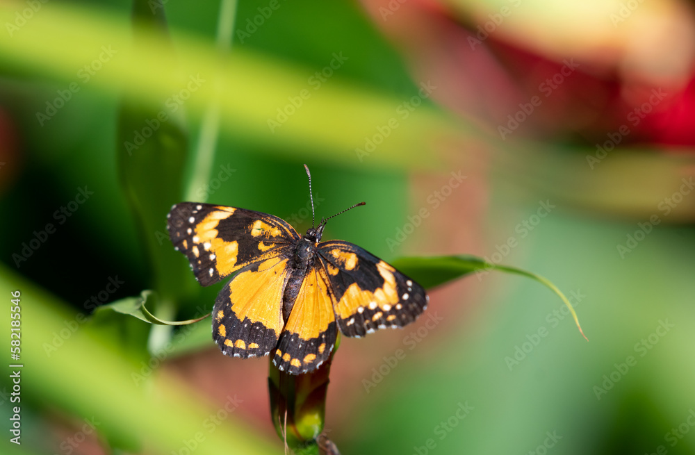 Close up of Border Patch butterfly with wings open in the sunlight. Close up of Border Patch butterfly with wings open in the sunlight.
