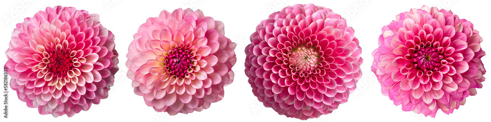 Assorted pink dahlia flower heads on transparent PNG background. Created with Generative AI. Assorted pink dahlia flower heads on transparent PNG background. Created with Generative AI.
