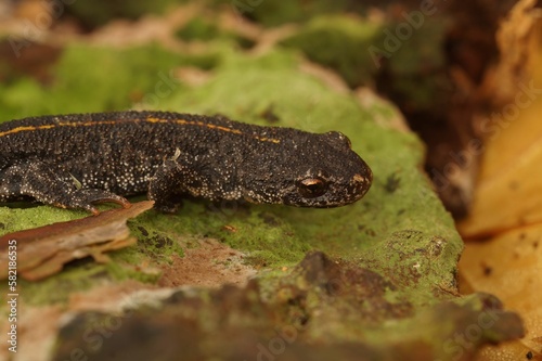 Adorable Buresch's crested newt (Triturus ivanbureschi) in the stone in closeup