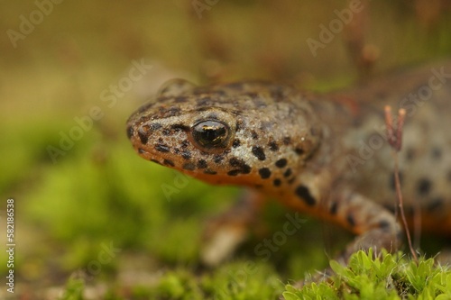 Closeup portrait of a greek alpine newt on a ground