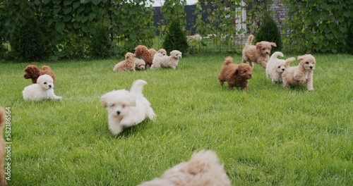 A group of happy maltipu puppies run through the green grass. Slow motion video photo