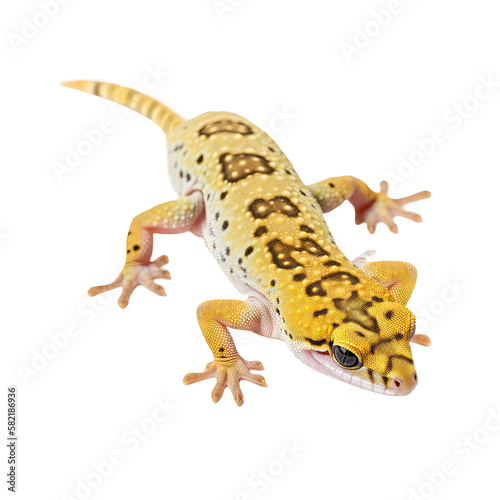 yellow gecko isolated on white
