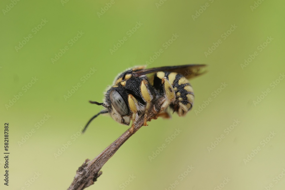 Closeup of a European rotund-resin bee on a branch in a field with a blurry background Closeup of a European rotund-resin bee on a branch in a field with a blurry background