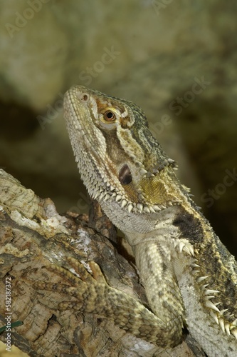 Vertical shot of a Central bearded dragon on wood with a blurry background © Henk Wallays/Wirestock Creators
