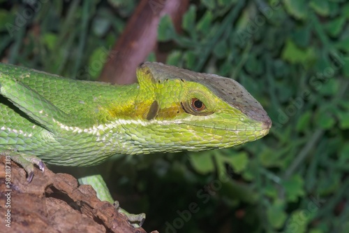 Closeup of an Eastern casquehead iguana on a rock in a zoo with a blurry background photo