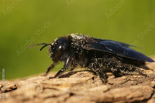 A large black carpenter bee on wood in a field under the sunlight with a blurry background