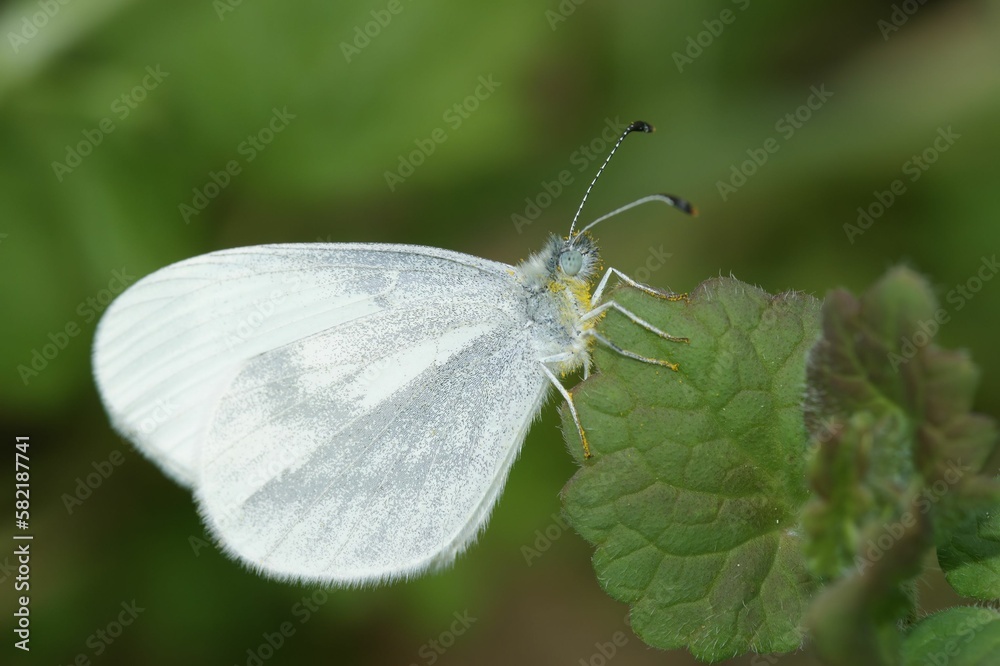 Macro shot of a leptidea duponcheli white butterfly on a green leaf Macro shot of a leptidea duponcheli white butterfly on a green leaf