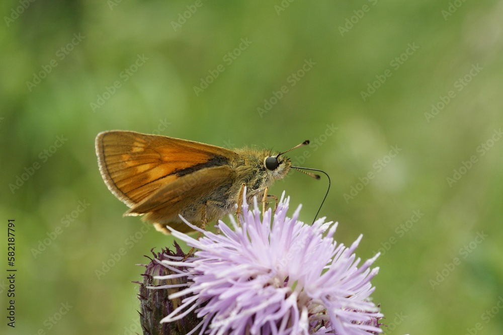 Closeup of a Ochlodes sylvanus - European large skipper butterfly Closeup of a Ochlodes sylvanus - European large skipper butterfly
