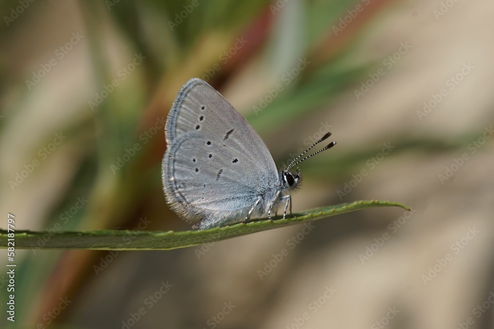 Macro shot of a Mediterranean Small Blue sitting on a green leaf on an isolated background Macro shot of a Mediterranean Small Blue sitting on a green leaf on an isolated background