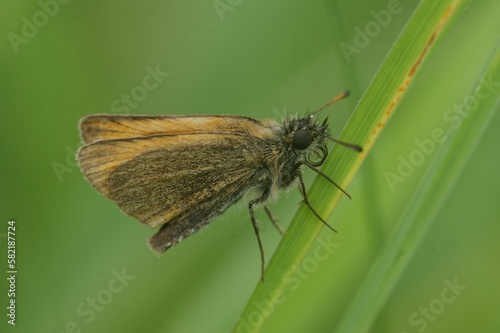 Closeup shot of a Thymelicus Lineola butterfly on a green plant