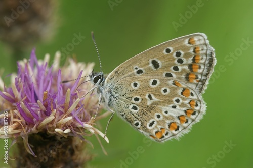Common blue butterfly (Polyommatus icarus) perched on flower