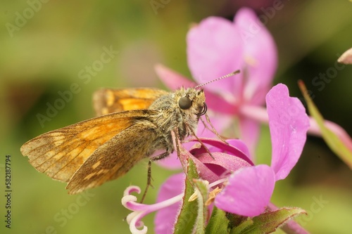 Closeup on a Large skipper butterfly, Ochlodes sylvanus, sitting on a pink flower