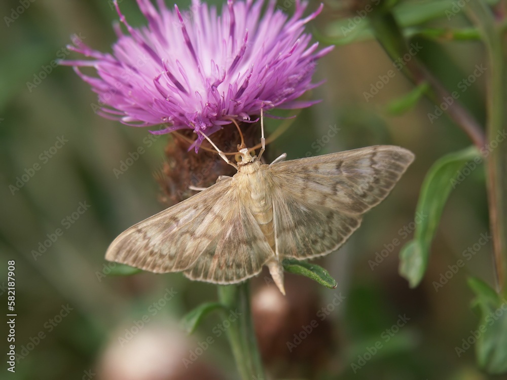 Closeup of a Mother of Pearl Moth (Patania ruralis) on a pink flower Closeup of a Mother of Pearl Moth (Patania ruralis) on a pink flower
